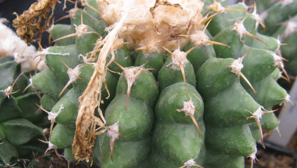 Discocactus mammulosus HU191 насіння