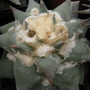 Ariocarpus confusus PP581 насіння