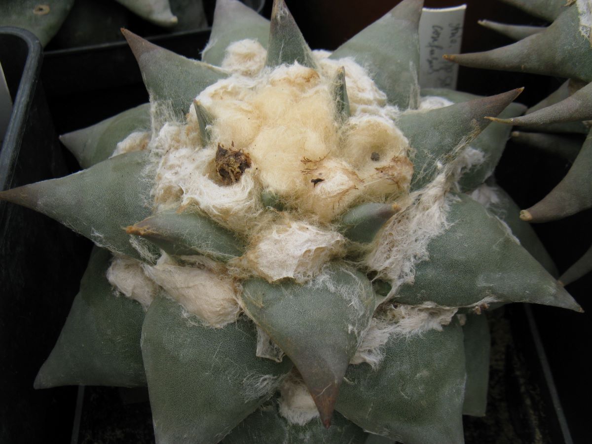 Ariocarpus confusus PP581 насіння