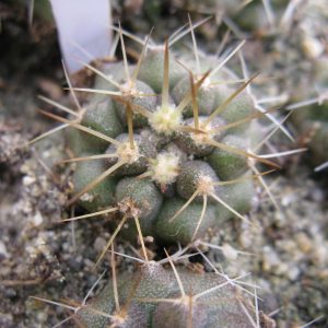 Copiapoa hazeltoniana KBC988