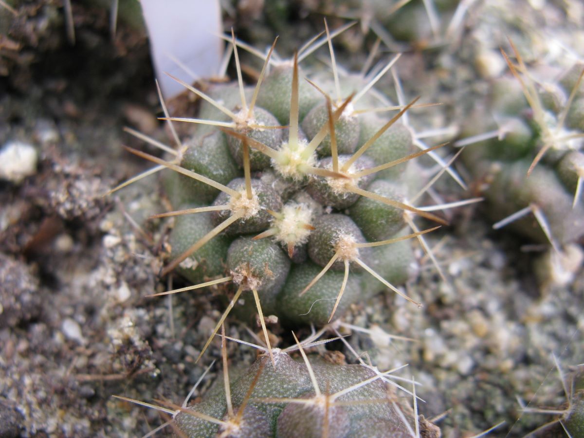 Copiapoa hazeltoniana KBC988