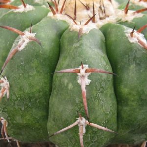 Discocactus tricornis насіння