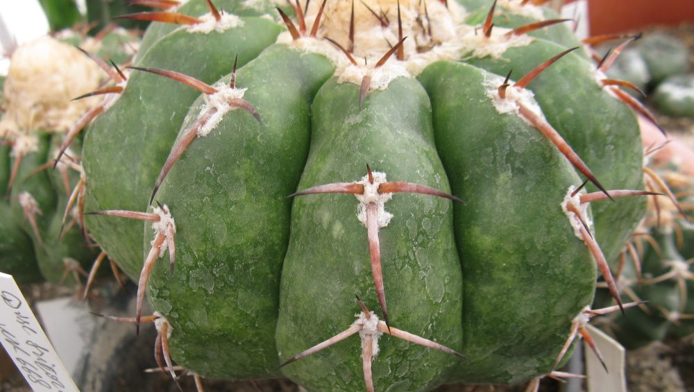 Discocactus tricornis насіння
