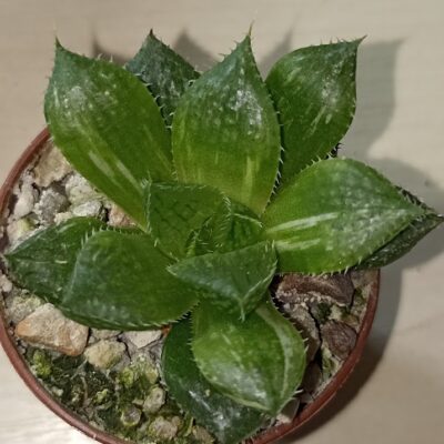 Haworthia Lotus Latern Variegated