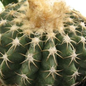 Discocactus nigriseatosus HU448 насіння