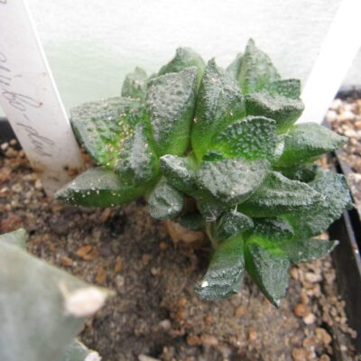 Ariocarpus fissuratus