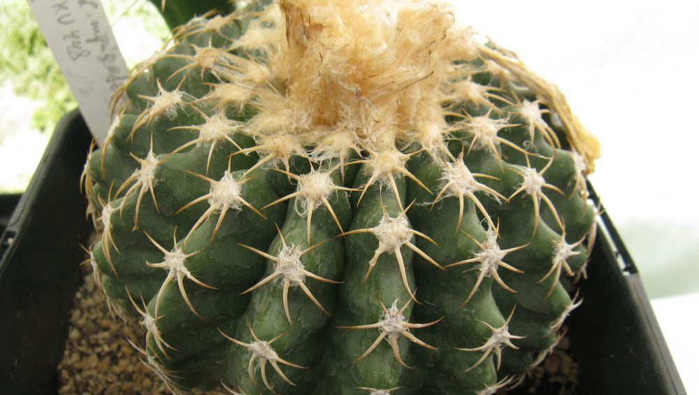 Discocactus nigriseatosus HU448 насіння