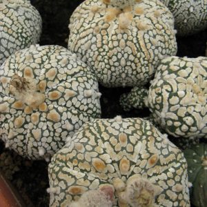 Astrophytum asterias cv Super Cabuto насіння