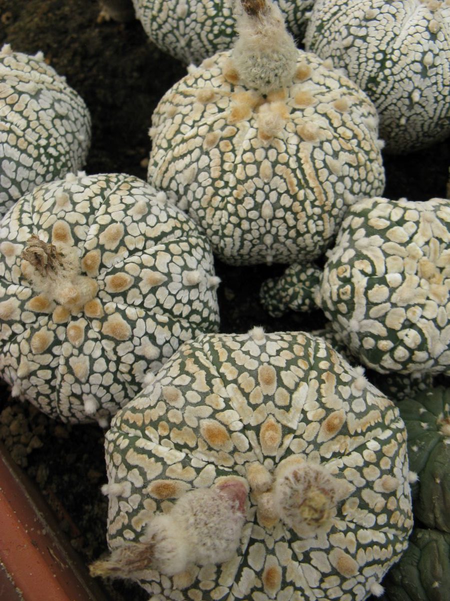 Astrophytum asterias cv Super Cabuto насіння