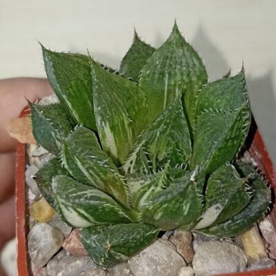 Haworthia Lotus Latern Variegated