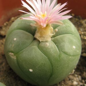 Lophophora fricii Viesca - Zapata