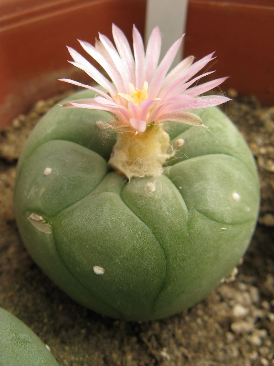 Lophophora fricii Viesca - Zapata