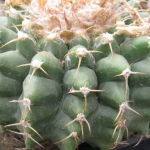 Discocactus ferricola насіння