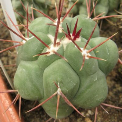 Thelocactus hexaedrophorus *llodii*