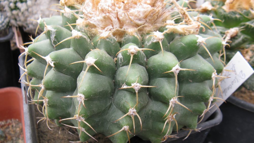 Discocactus ferricola насіння