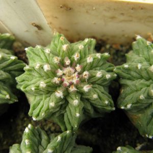 Aztekium ritteri