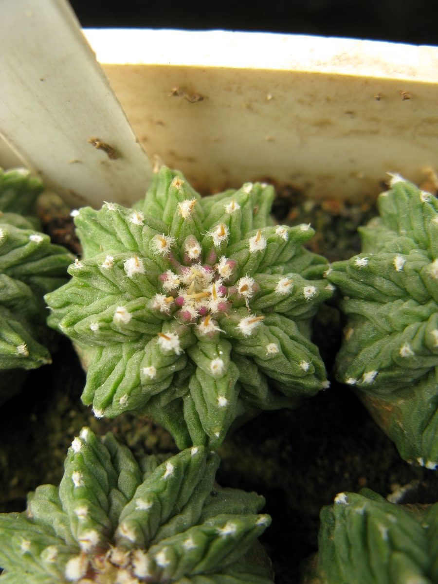 Aztekium ritteri