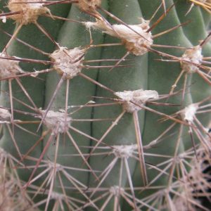 Copiapoa grandiflora Esmeralda насіння
