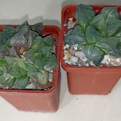 Haworthia Paradise Flower Variegata