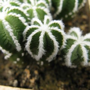 Aztekium hinthonii