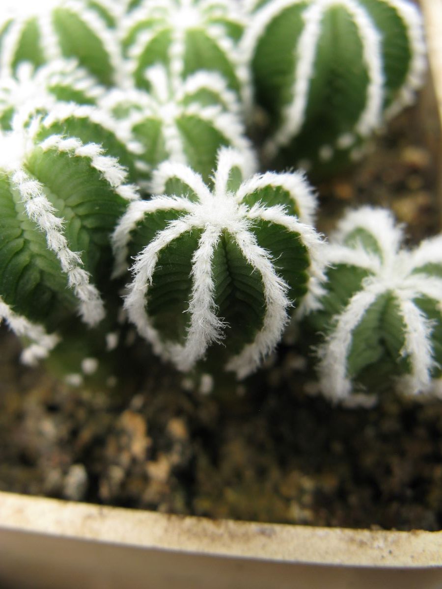 Aztekium hinthonii