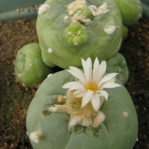 Lophophora diffusa MK85.255 насіння
