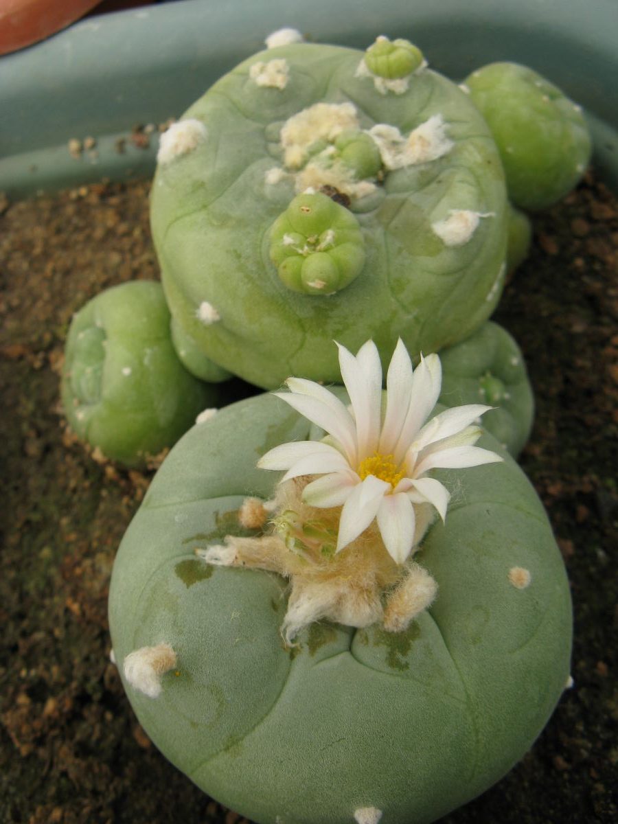 Lophophora diffusa MK85.255 насіння