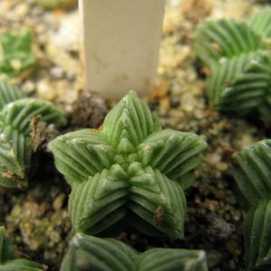 Aztekium valdezii PP1593