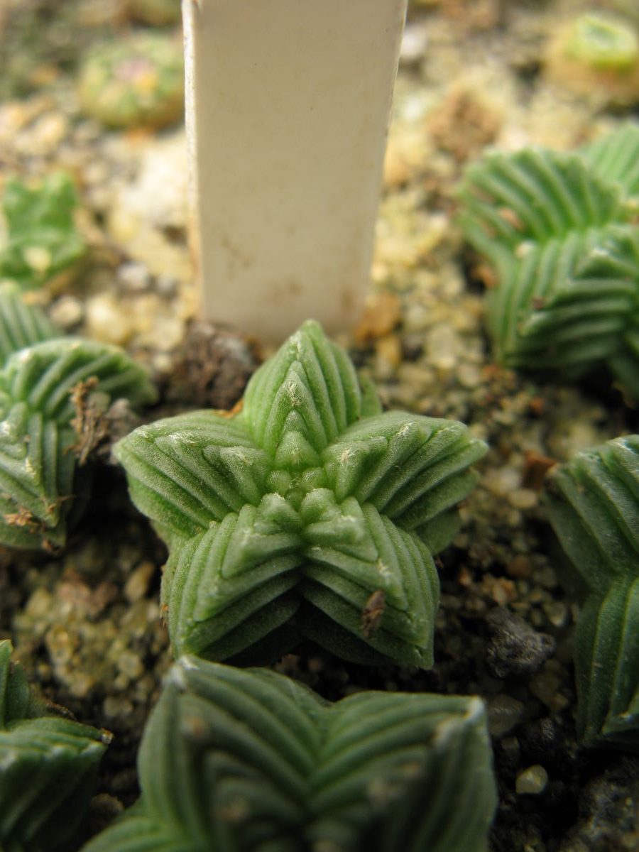 Aztekium valdezii PP1593