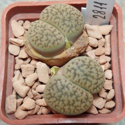 2811 Lithops hookeri  вік 7 років