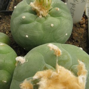 Lophophora diffusa KKR571 Higuerras насіння