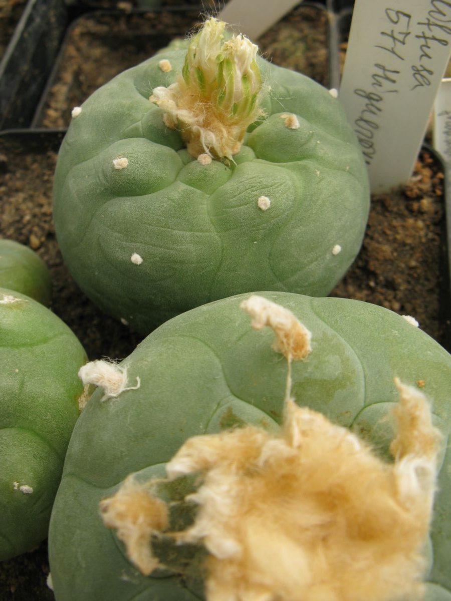 Lophophora diffusa KKR571 Higuerras насіння