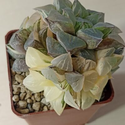 Haworthia Paradise Flower Variegata