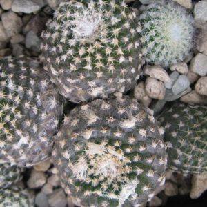 Copiapoa laui насіння