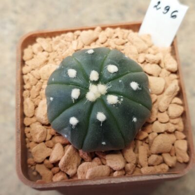 296 Astrophytum asterias ‘Purple Skin’
