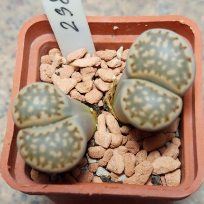2986 Lithops fulleri v.brunea весь горщик , вік 6 років