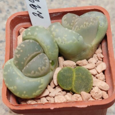 2996 Lithops otzeniana + lesliei v.albinica весь горщик , вік 7 років