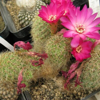 Suicorebutia hertusii HS125