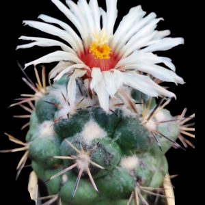 Coryphantha poselgeriana