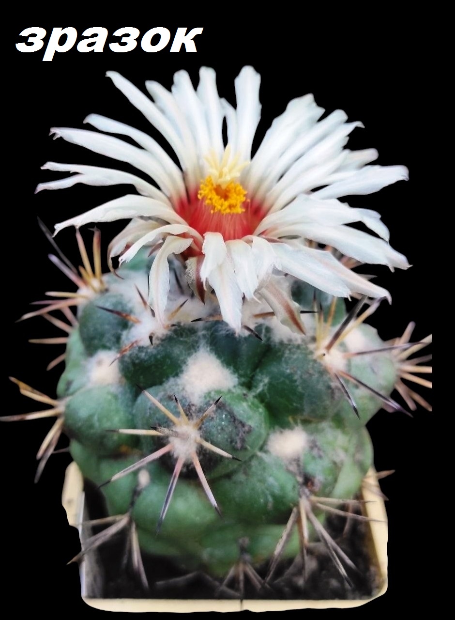 Coryphantha poselgeriana