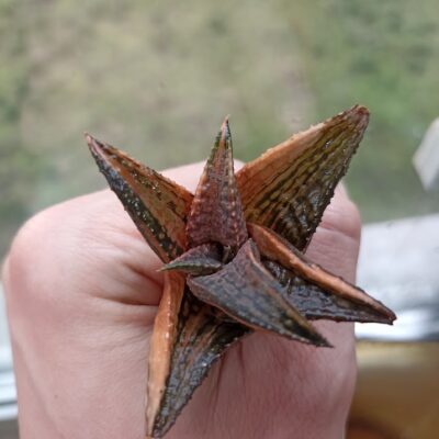 Haworthia Dragon King Variegated