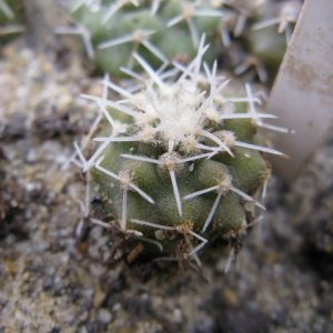 Copiapoa columna-alba GCG15233