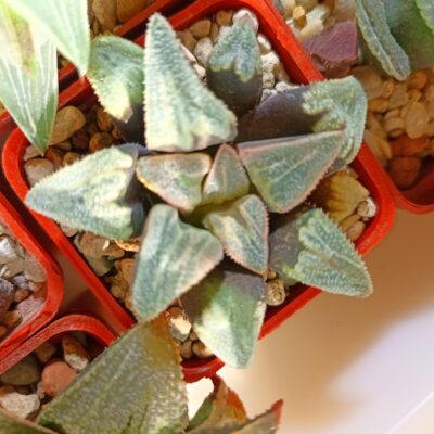 Haworthia Badia Gintennyo