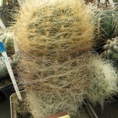 Neoporteria gerocephala #2
