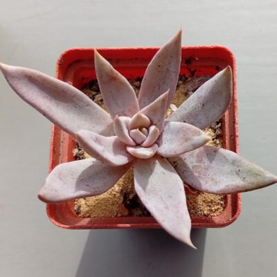 Echeveria Summer Dream ( hybr Ermak Olga)
