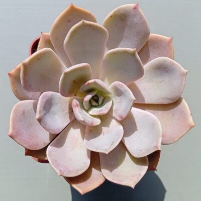 Echeveria latte Rose