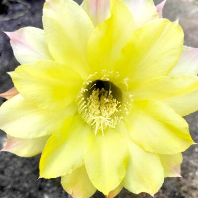 3 - Echinopsis hybrids -