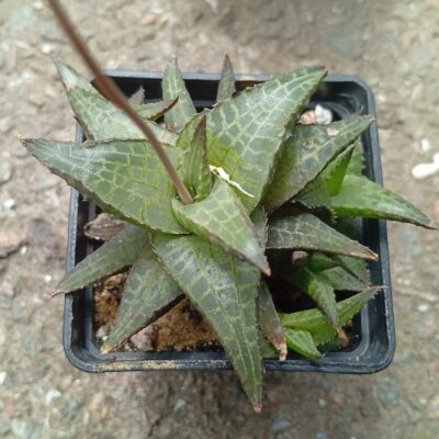 Haworthia tesselata v parva