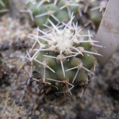 Copiapoa columna-alba GCG15233