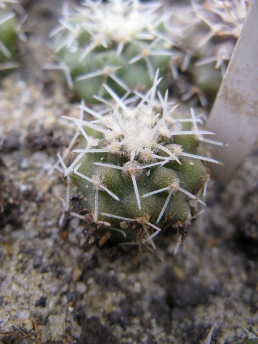 Copiapoa columna-alba GCG15233